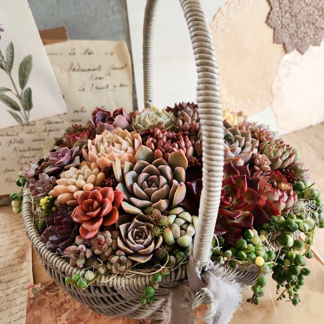 多肉植物寄せ植え　そのまま飾れる　大きなグレーのバスケット☆*