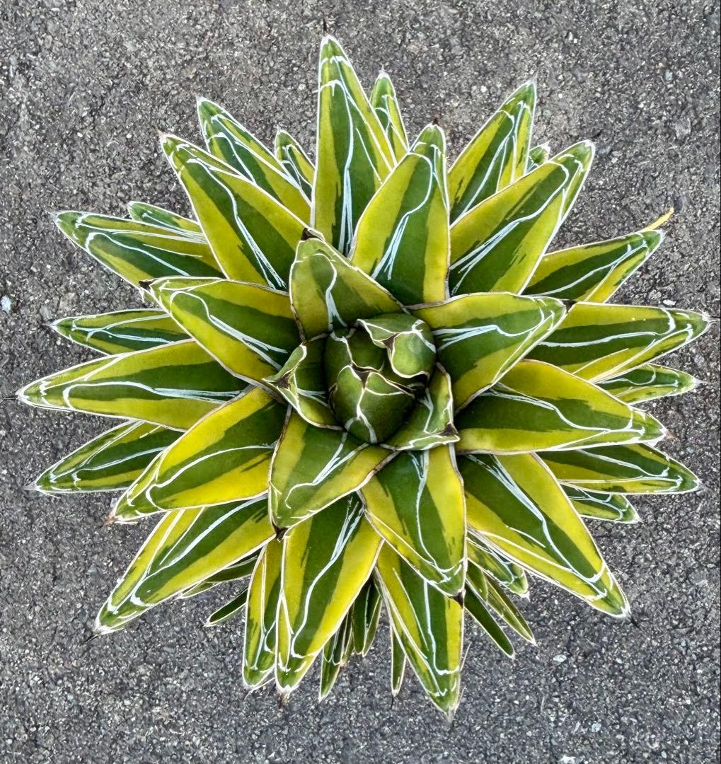 アガベ 笹の雪錦 「輝山」 大株｜美斑・多葉・完成株