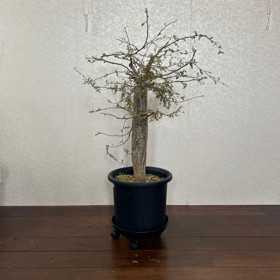 オペルクリカリア　デカリー現地球