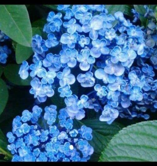 オタフクアジサイ現品A 　オマケ付