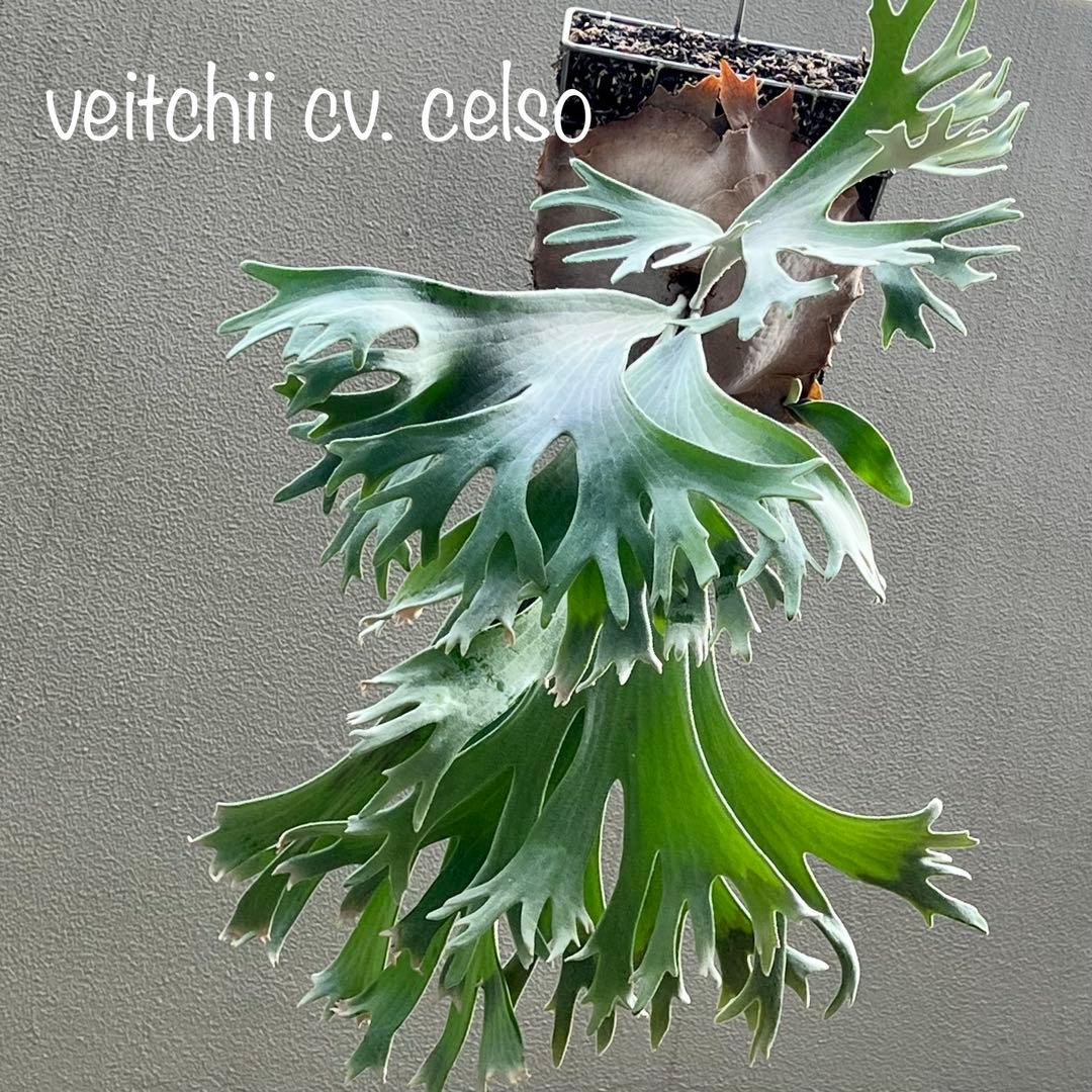 OC株 veitchii cv.celso Tatsutaセルソビカクシダ18