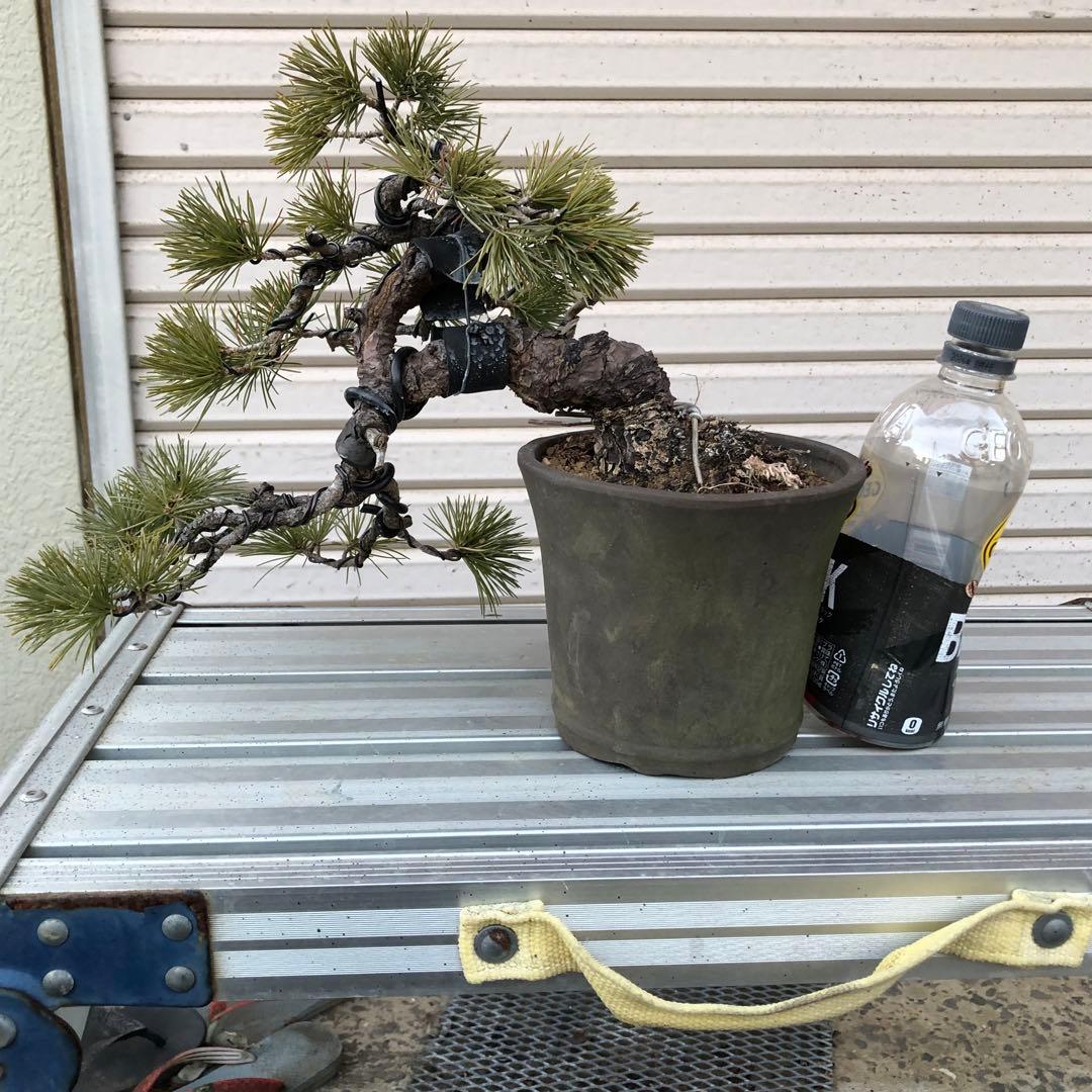 吾妻五葉松盆栽　小品