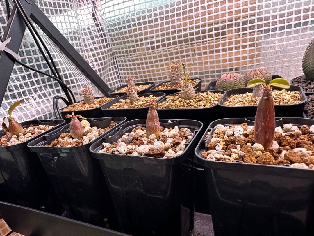 パキポディウム　ウィンゾリー　4株