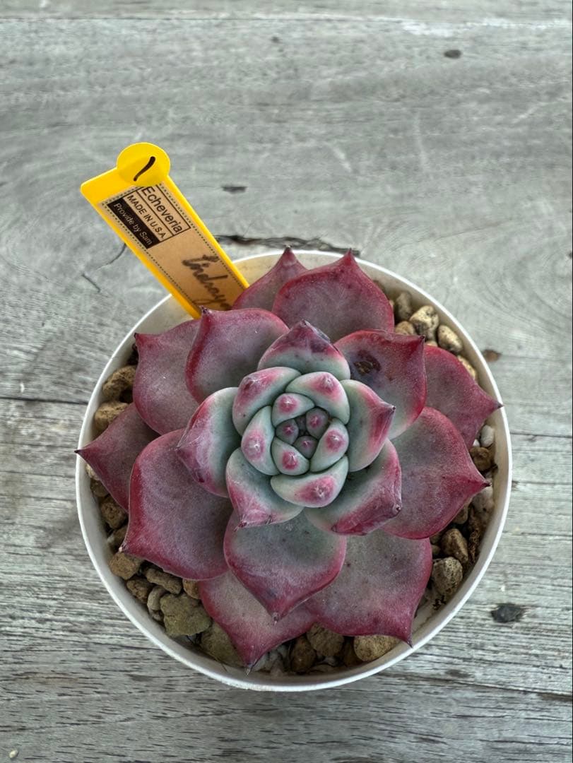 1 希少 リンゼアナNo.3 丸葉タイプ　カリフォルニア輸入