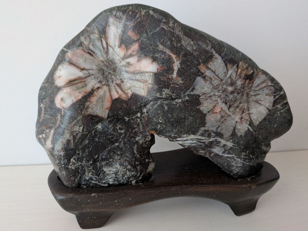 岐阜県を代表する銘石 菊花石・台座付き｜幅19cm×高さ12cm