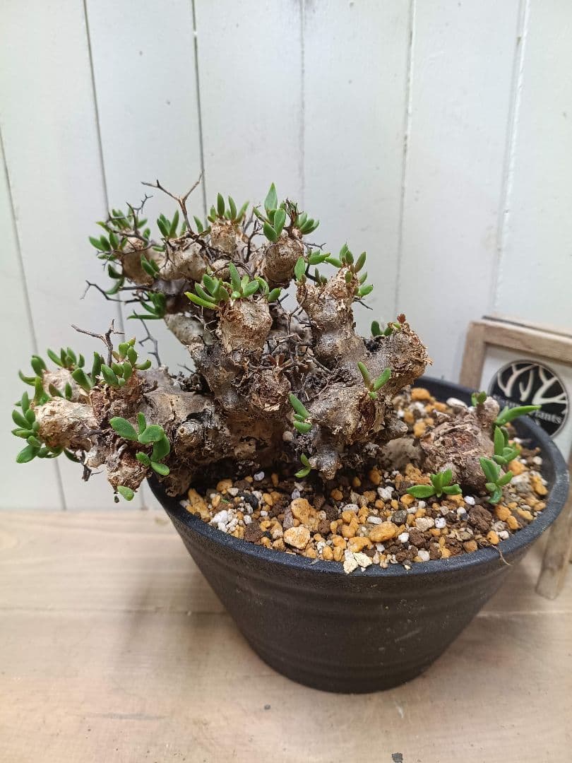 H044 発根済み 大株！！チレコドン レティキュラータス 万物想 現地球