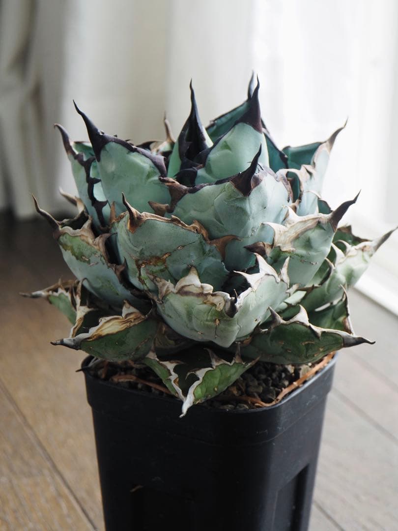 ブラックアンドブルー　親株