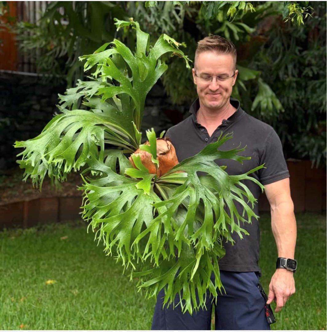 【RP】P.Rod Pattison sporelingロッドパティソン