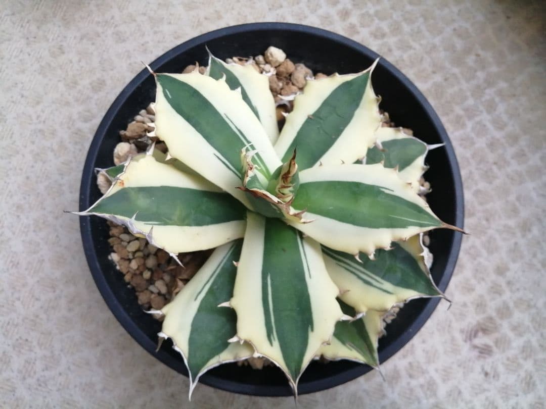 アガベチタノタスナグルトゥース大株