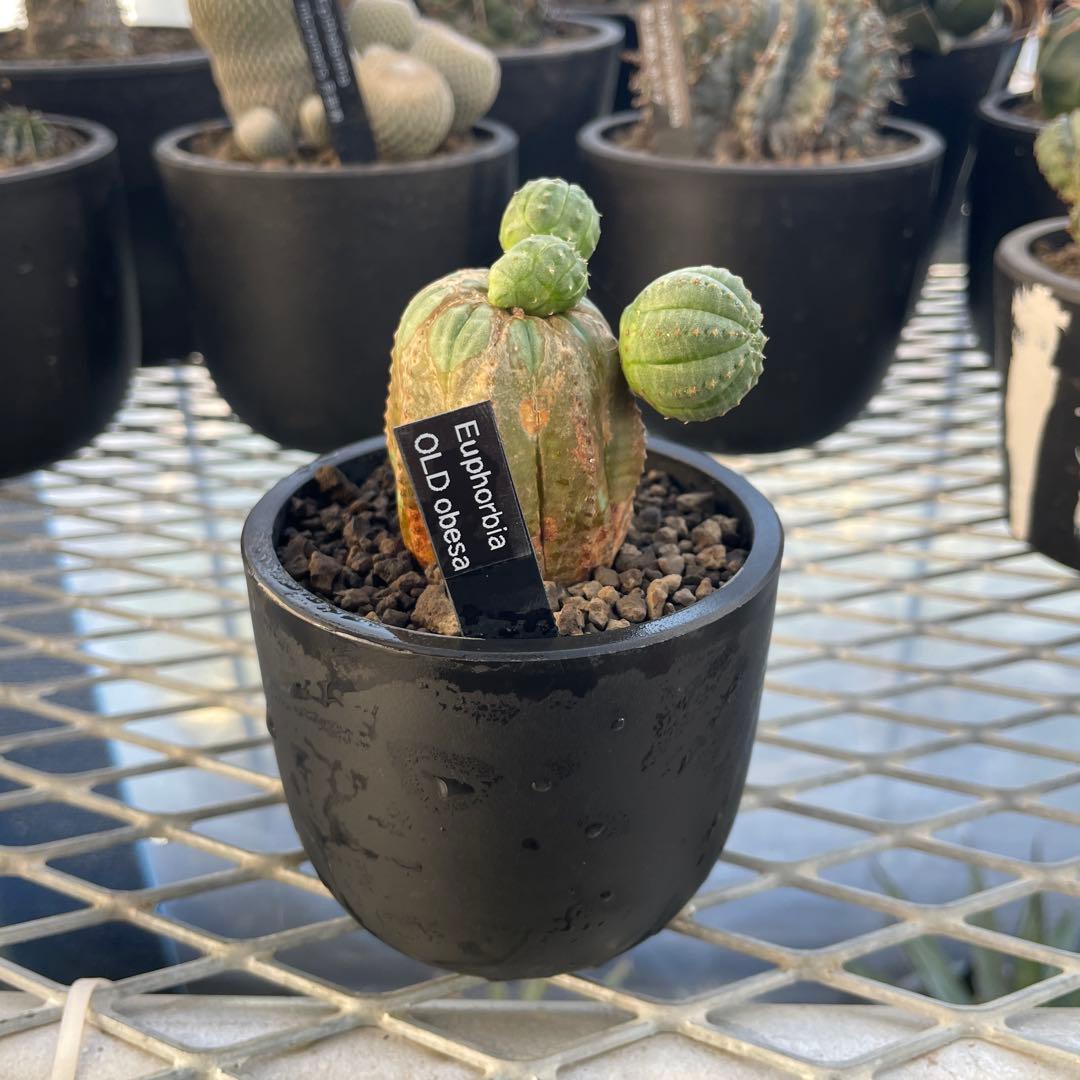 ユーフォルビア オベサ オールド モンスト 2.5~3号プラ鉢