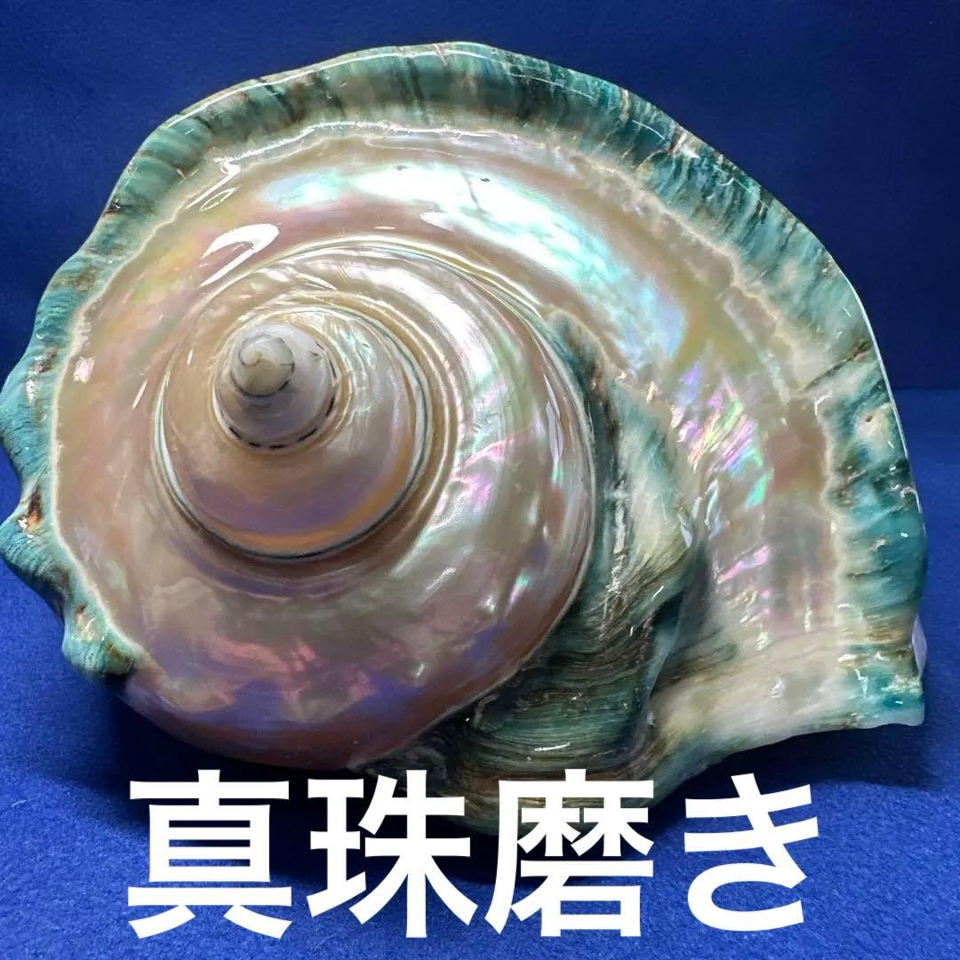 大型　夜光貝　真珠磨き　インテリア　　　飾り物　アクセサリー　オブジェ