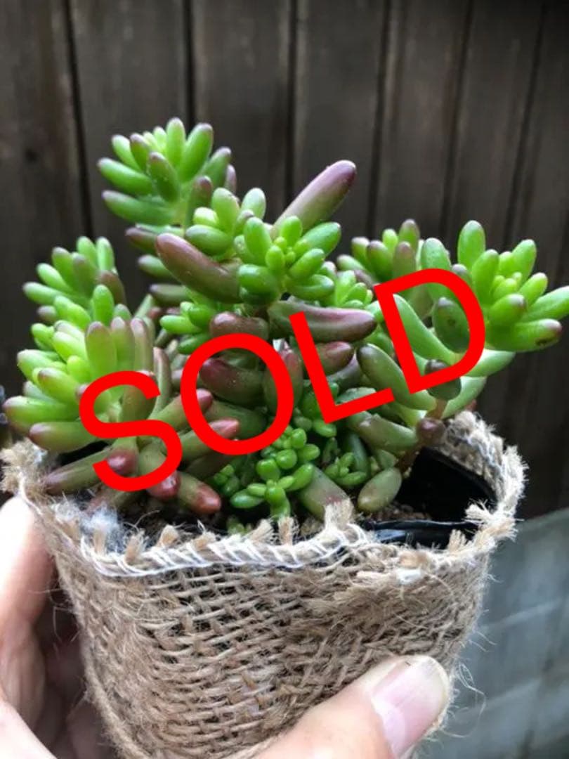 多肉植物 モリモリ虹の玉♡安心のポットごと！赤ちゃんもいっぱい♡