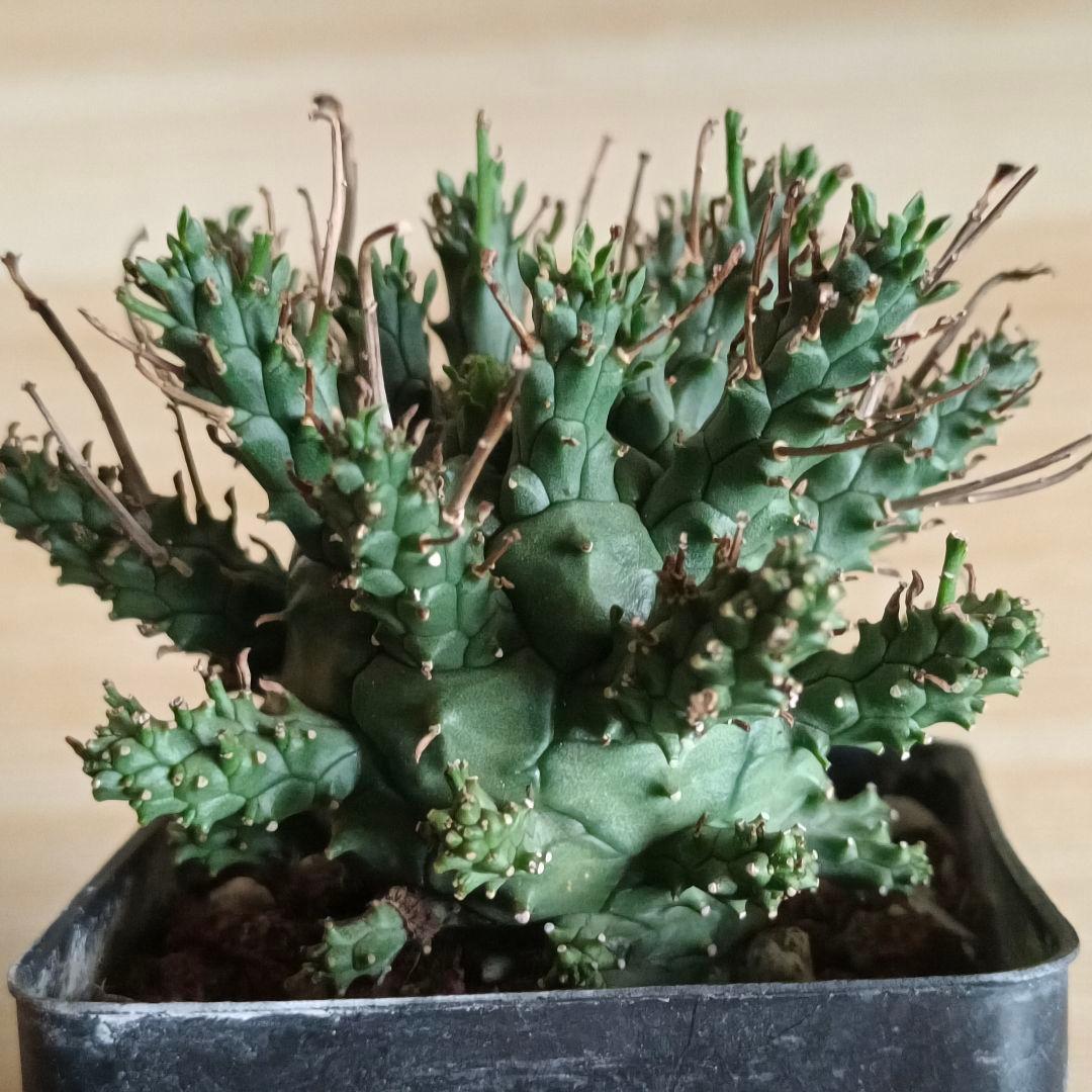 F487 ユーフォルビア デセプタ/Euphorbia decepta/実生大株