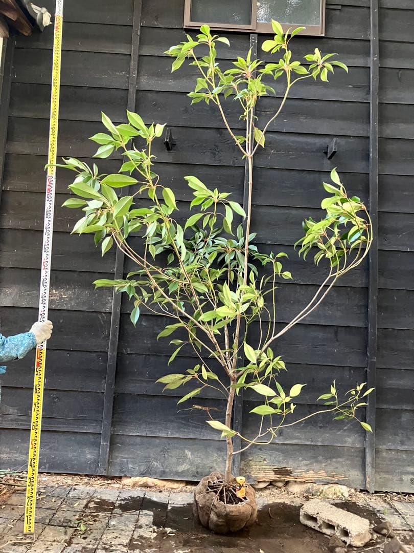 希少　山採り　ヤマグルマ