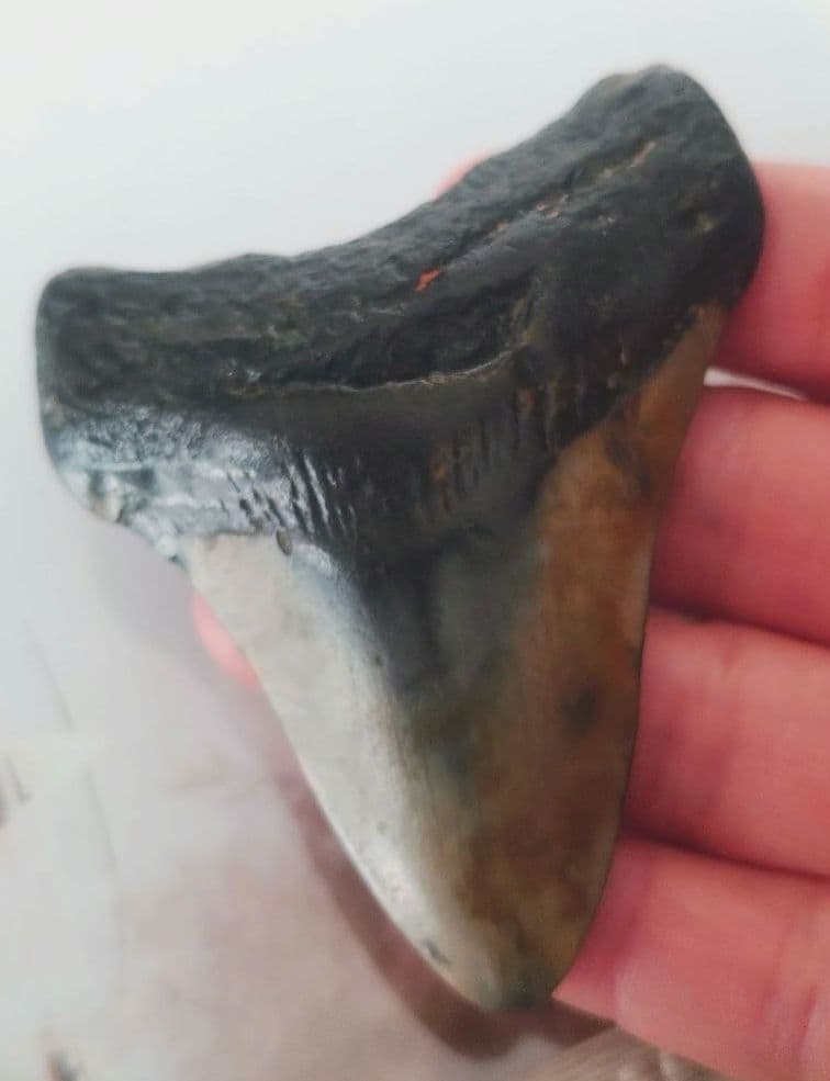 メガロドンの歯の化石A アメリカノースキャロライナの海