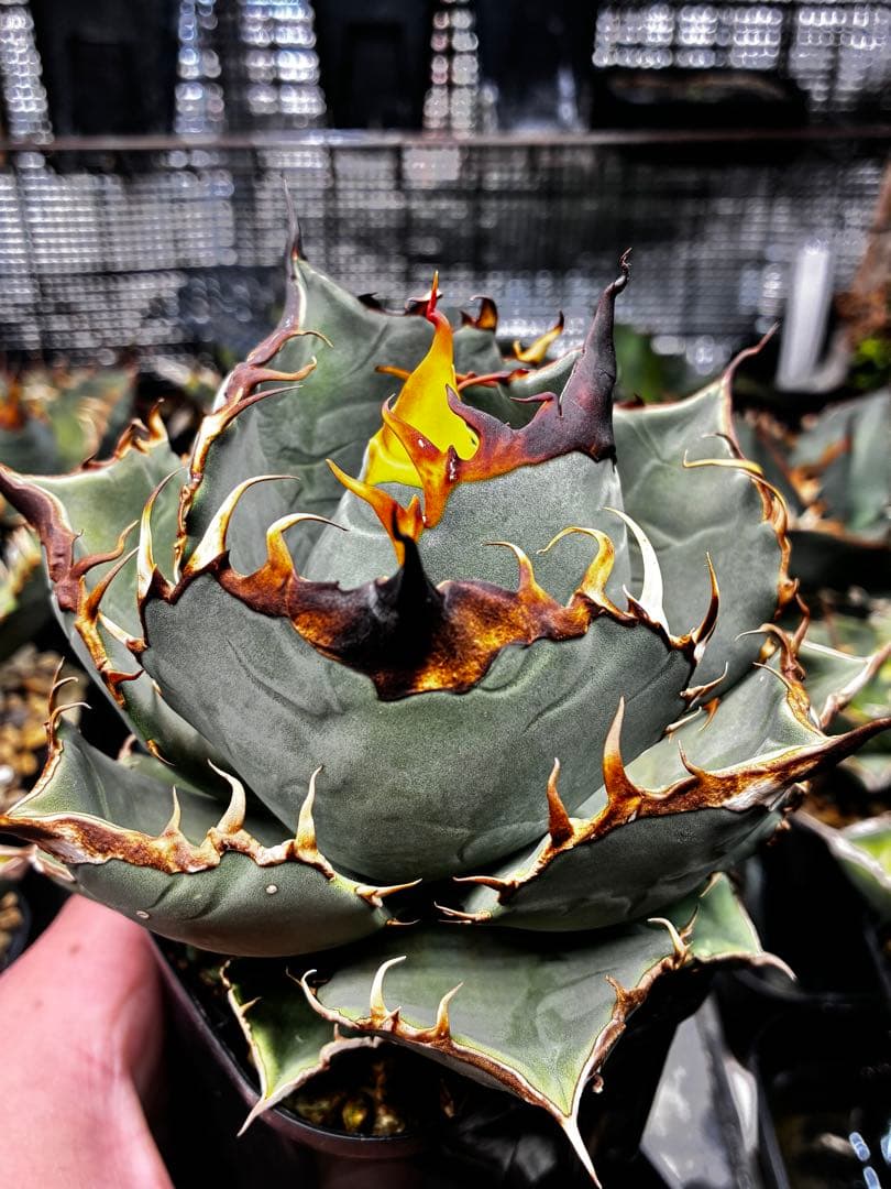 AGAVE OTEROI 実生株（青葉系）