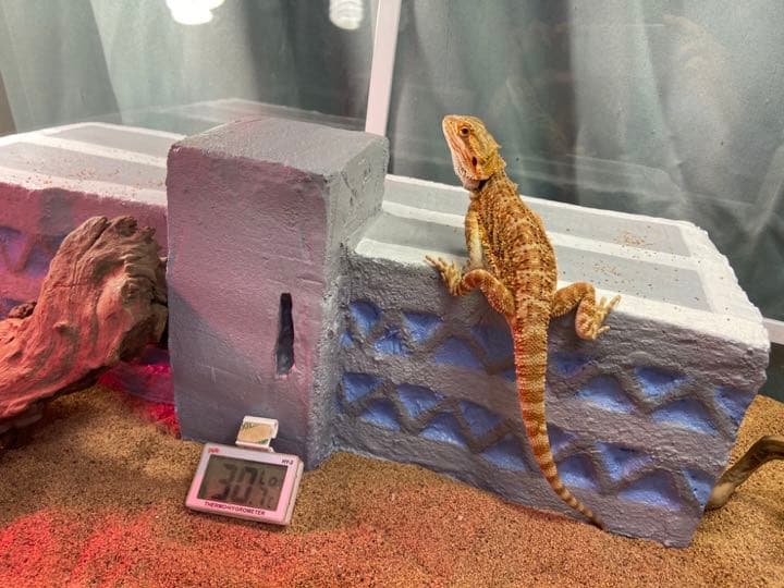 爬虫類シェルター バックボード レイアウト用品作成