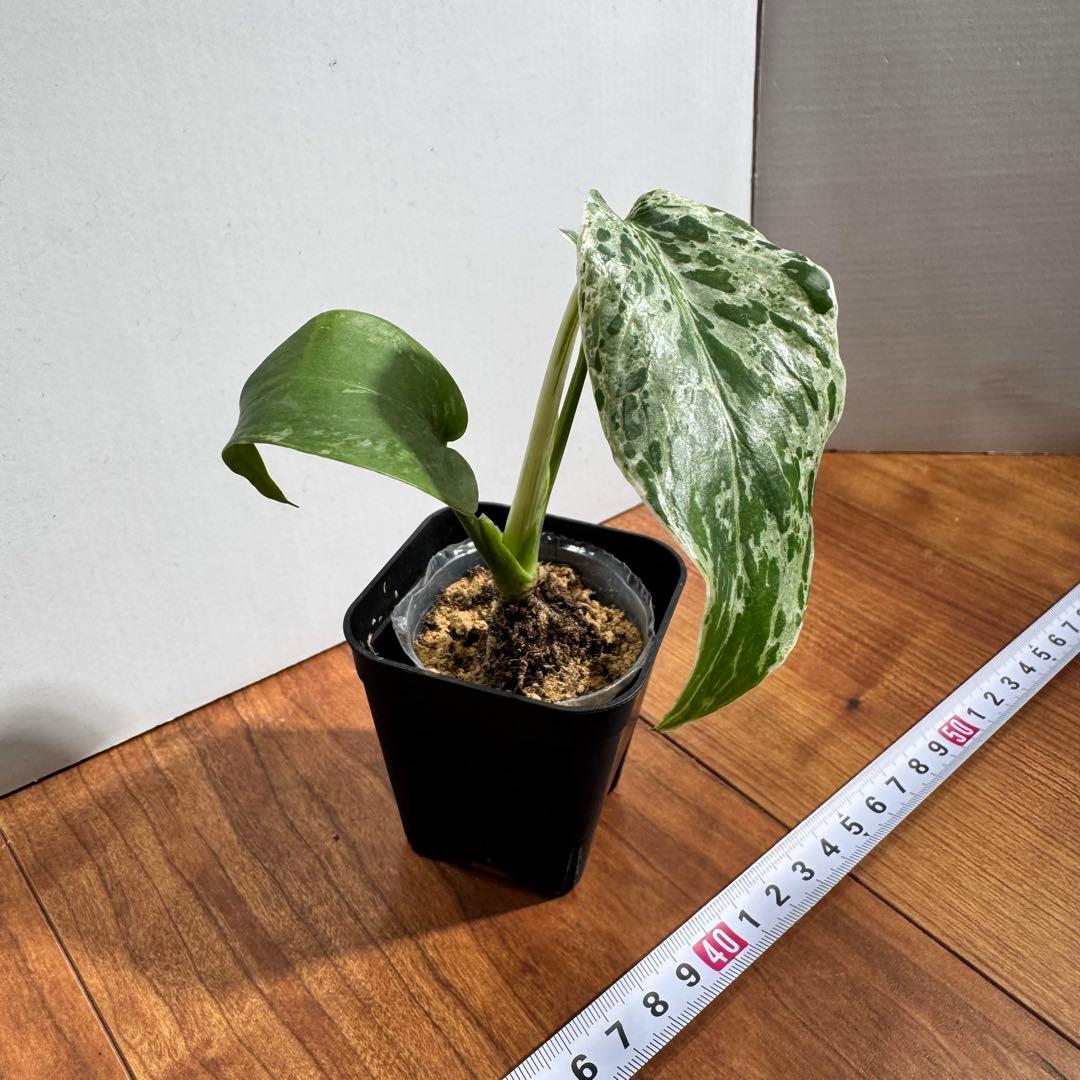 Macy’jおまとめモンステラ　デリシオーサ　レガシー& バルバソー