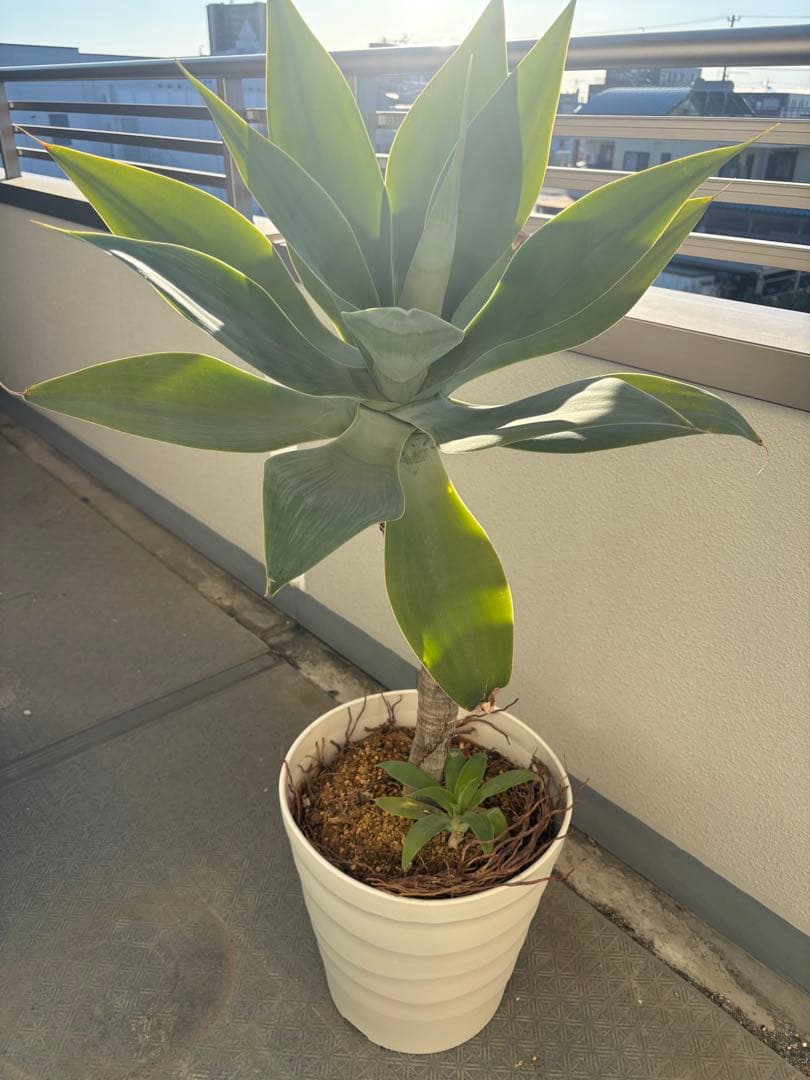 アガベ アテナータ約1メートル