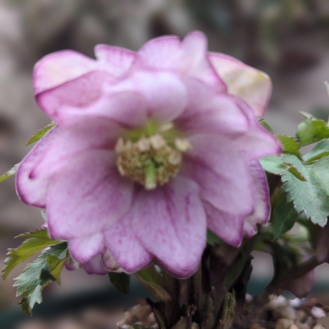 大木ナーセリー❤️ クリスマスローズ❤️ いろは交配❤️