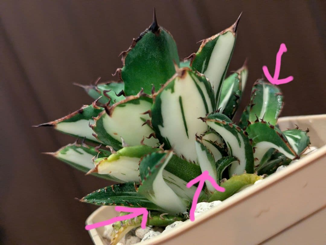 チタノタ 子株3株付き「太陽神錦 純白中斑」鉢ごと発送