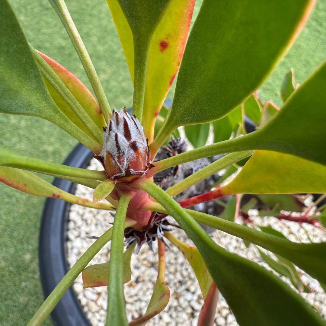 プロテア キングピンク 10号 Protea \" King Pink \" 希少株