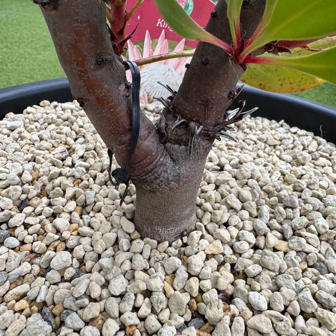 プロテア キングピンク 10号 Protea \" King Pink \" 希少株