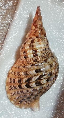 特大　貝　貝殻　置物　縁起物　魔除け　財運 オブジェ　アンティーク　コレクション