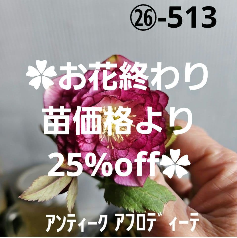 ㉖-513クリスマスローズ