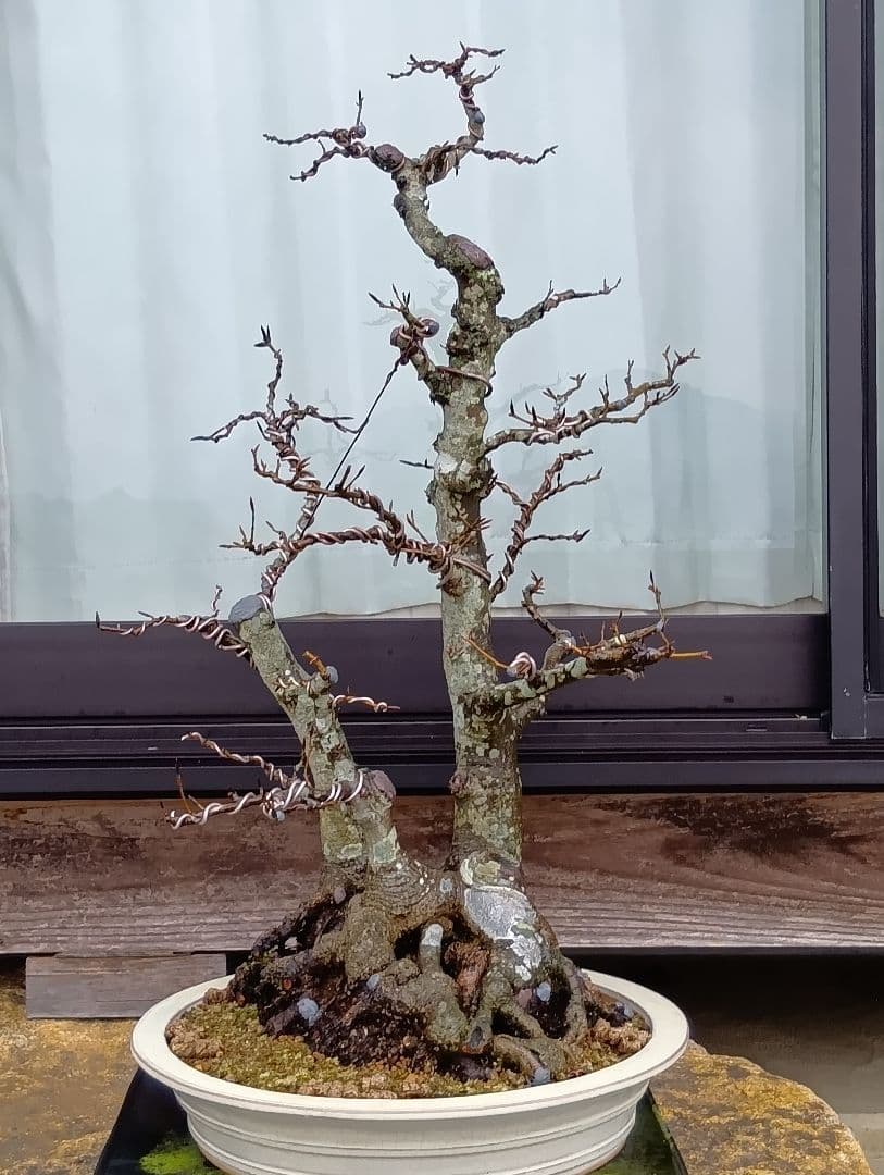 ブナ盆栽枯木 ‼️新年半額セール‼️ 37000円