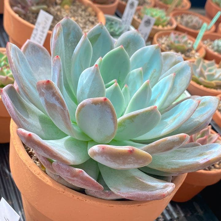 モンスター級巨苗　ラウイxリンゼアナ　超美苗