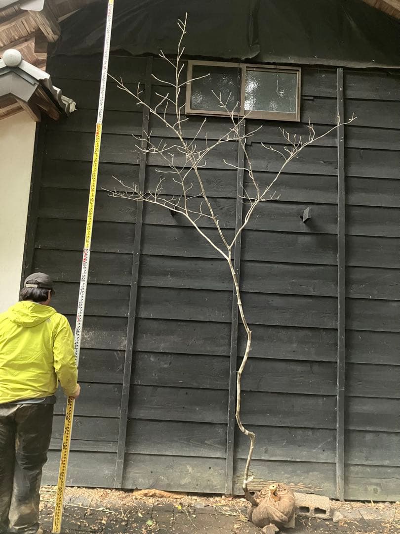 80 山採り　アオダモ