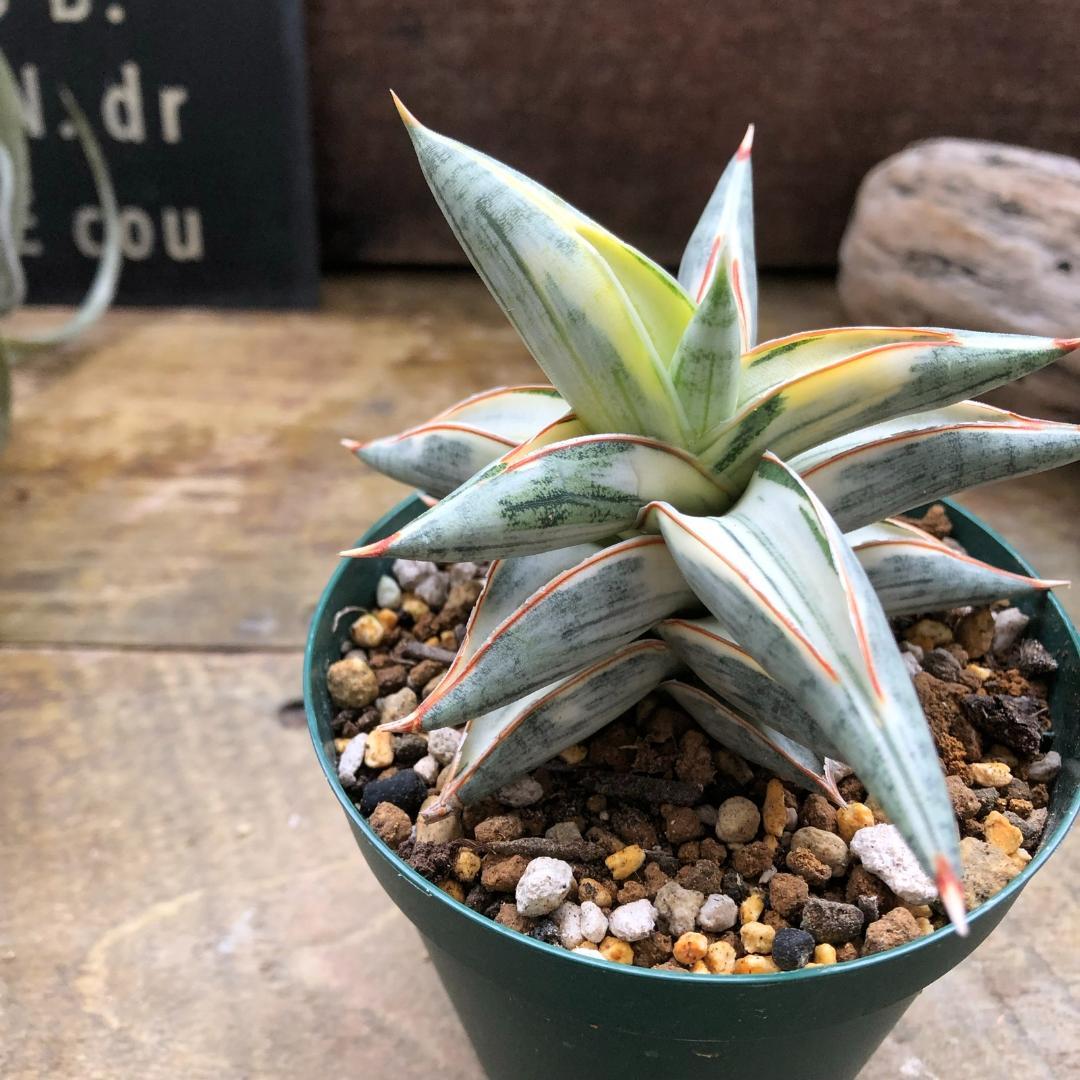 ○ポットごと♡lav.1970♡サンセベリア♡希少