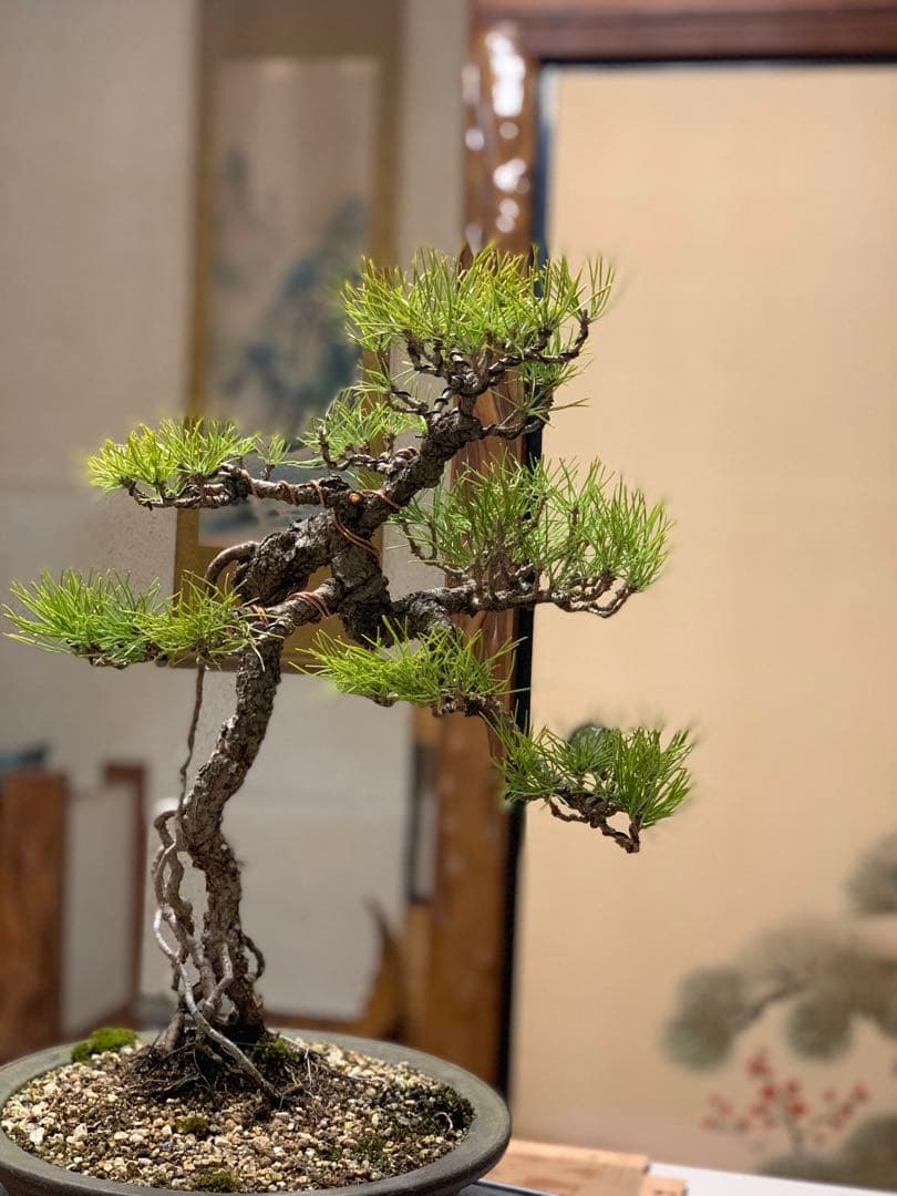 立ち姿抜群の文人黒松　樹高約50cm（検索/赤松五葉松真柏模様木シャリ小品盆栽）