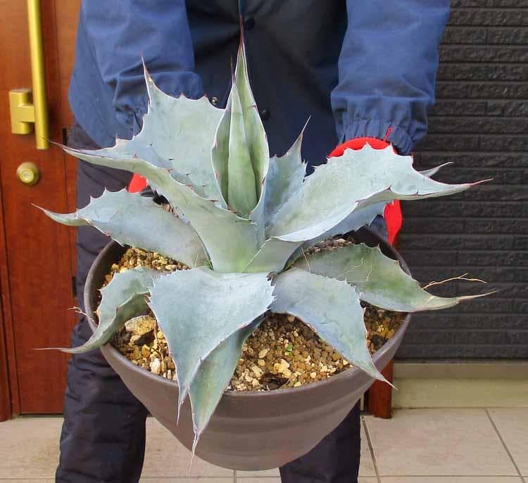 【現品】アガベ・オバティホリア（オバティフォリア）10号鉢　Ｒエ番