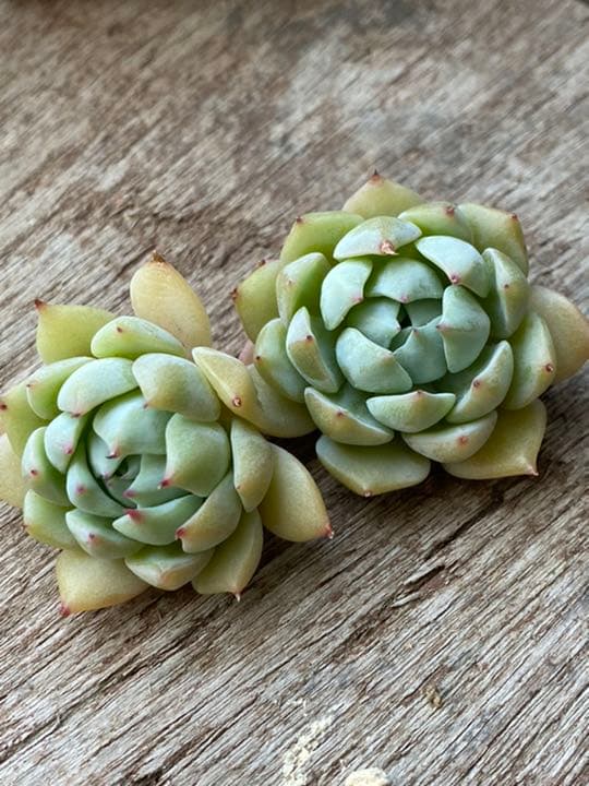 多肉植物　プリズム　　カット苗　2個セット