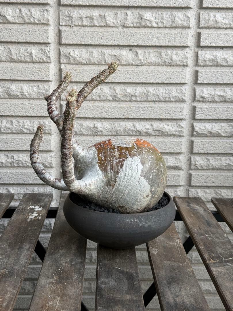 ［発根済］大株グラキリス