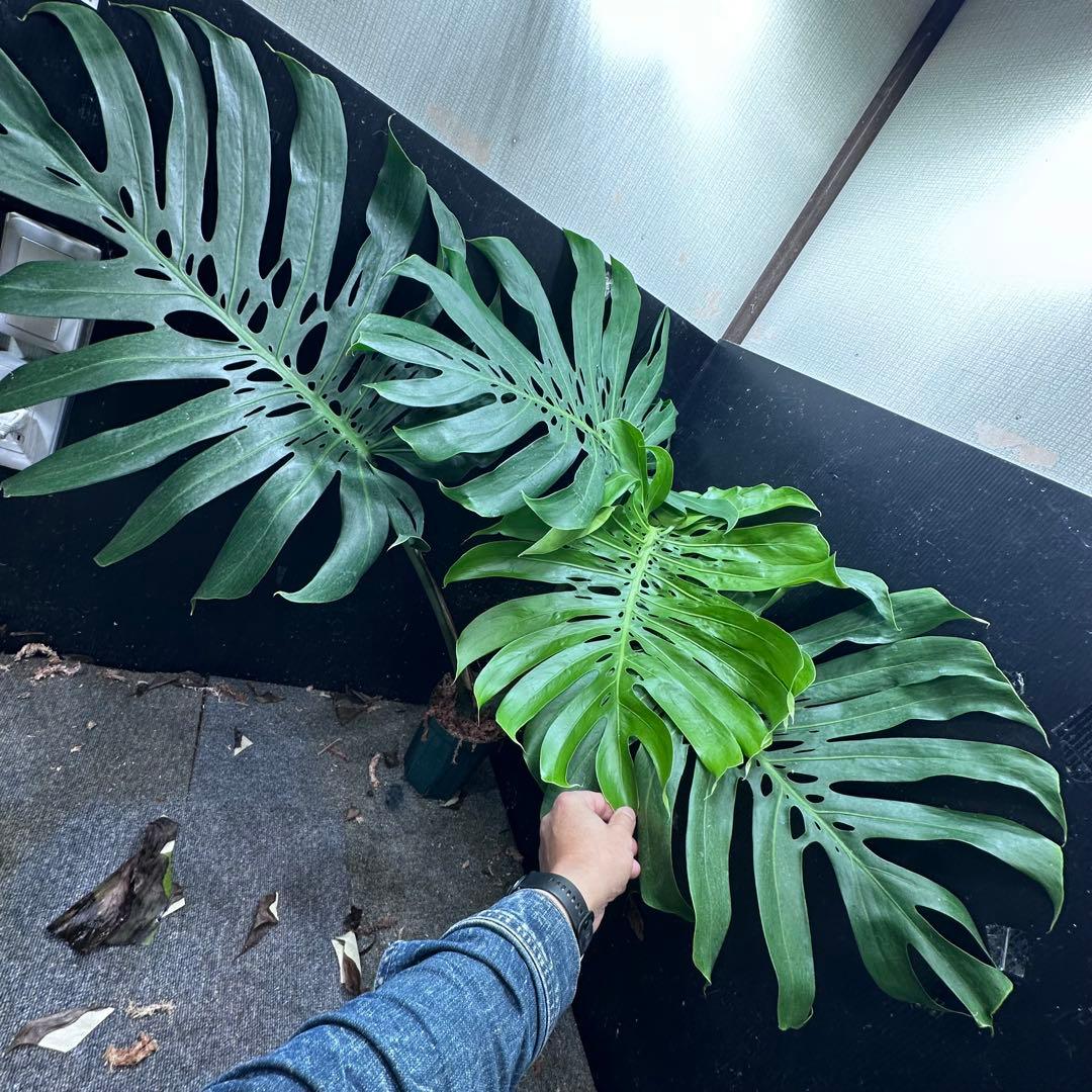 モンステラデリシオーサマクロコズム超希少系統鉢植え105㎝