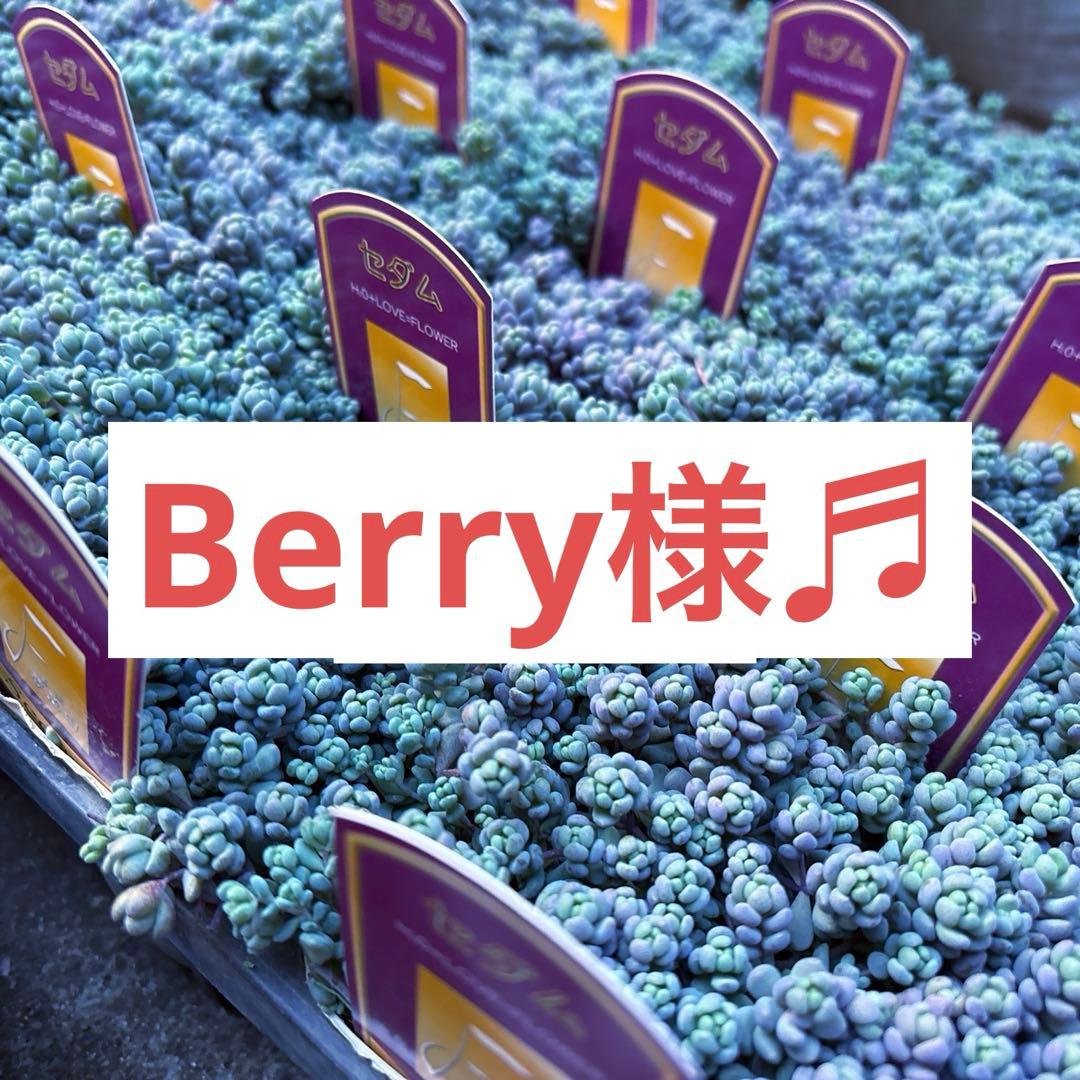 保留【Berry様♬】パープルヘイズ2ポット