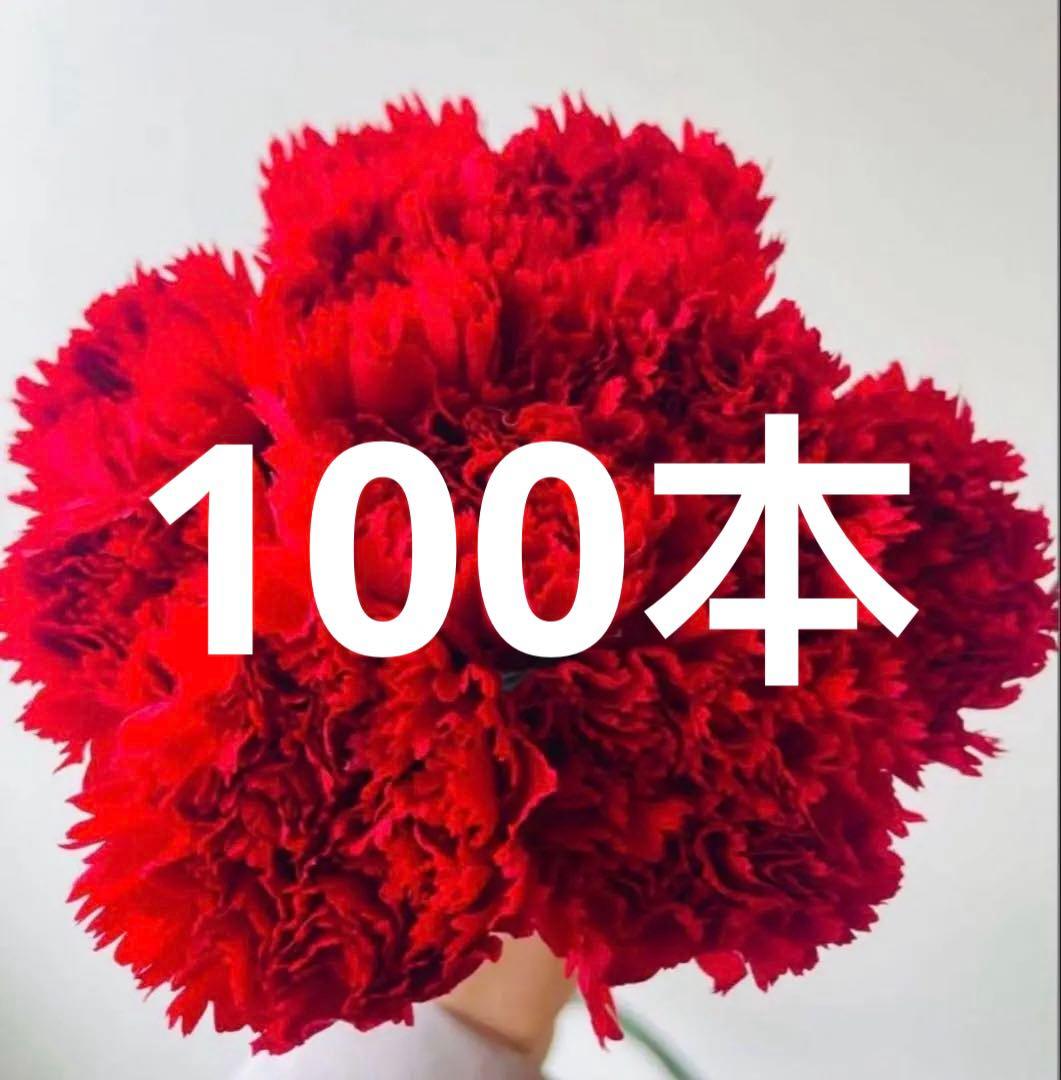 13カーネーション　赤　100本　50センチ切り花