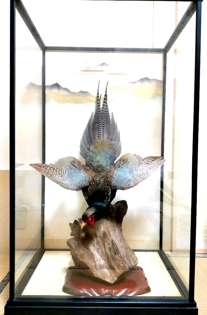 【美品】キジの剥製　ケース付き