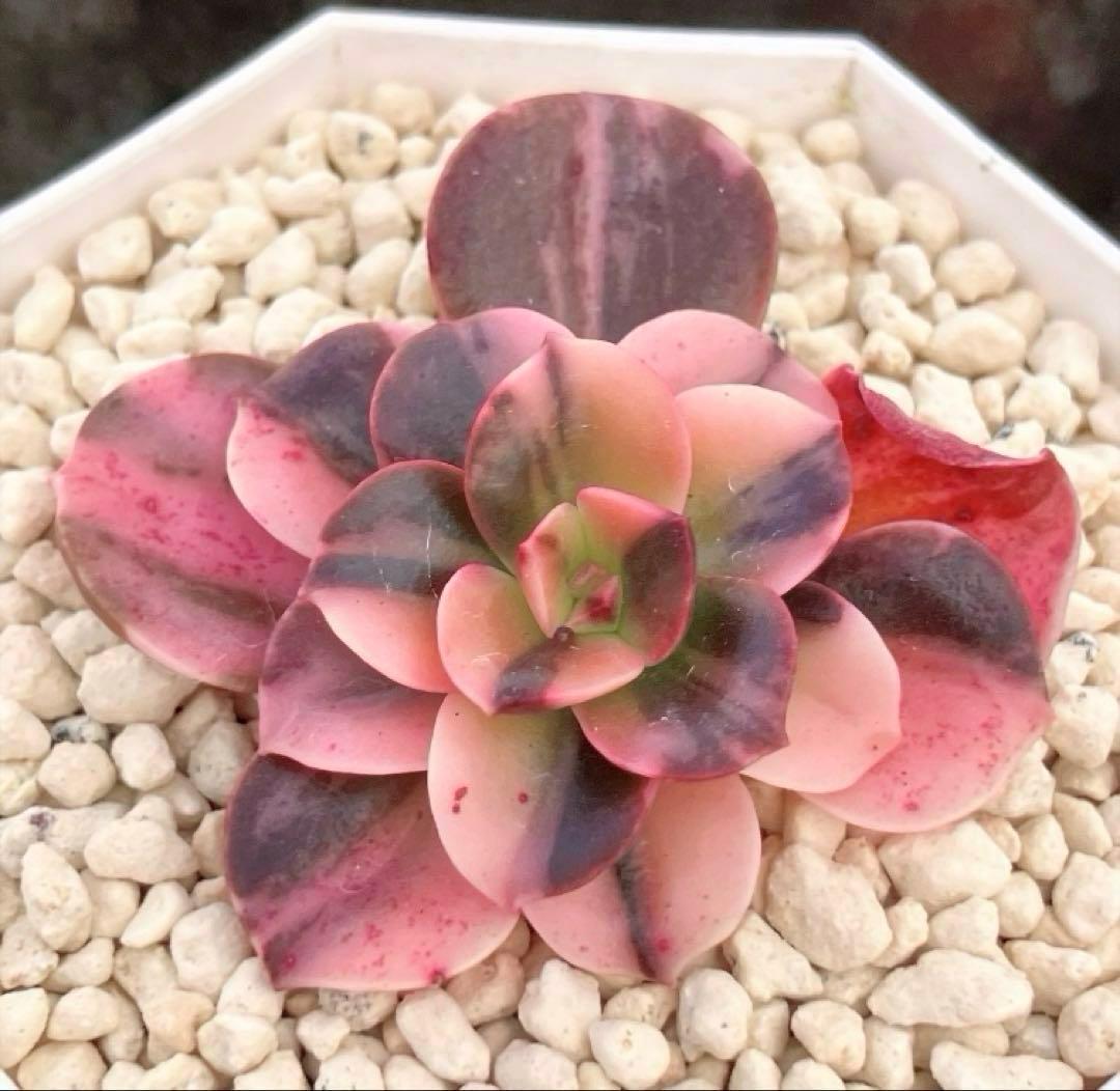 多肉植物　メラコ錦　未発根