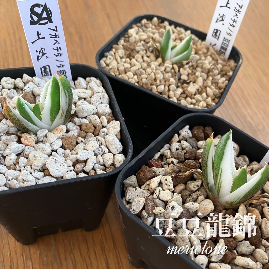 専用出品【鉢ごと発送】3株　豆豆龍錦　TC 発根管理中【匿名配送】