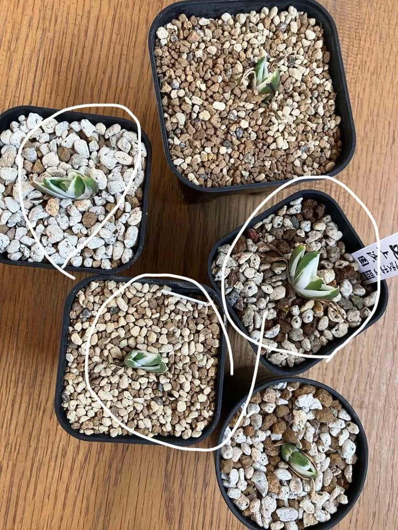 専用出品【鉢ごと発送】3株　豆豆龍錦　TC 発根管理中【匿名配送】