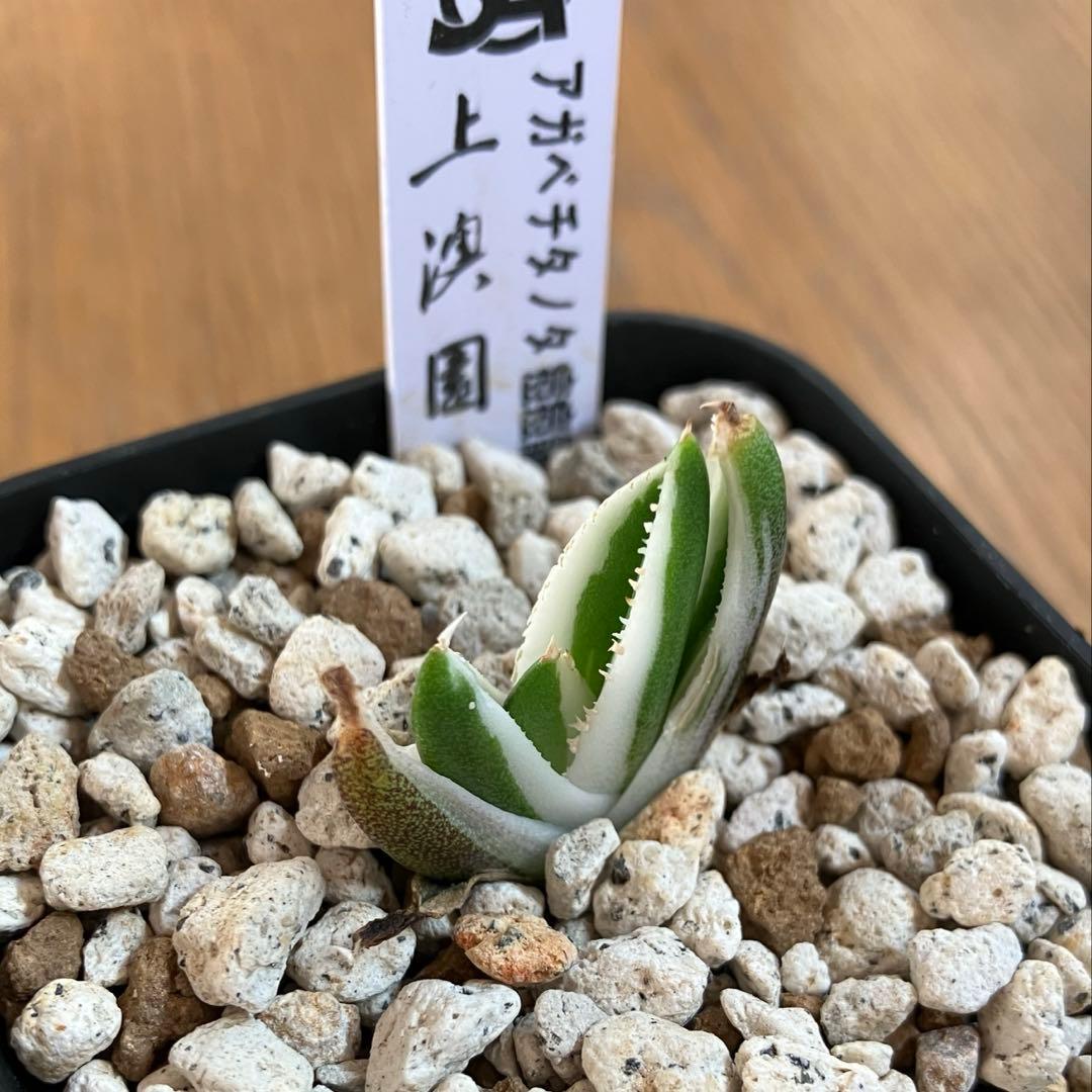 専用出品【鉢ごと発送】3株　豆豆龍錦　TC 発根管理中【匿名配送】