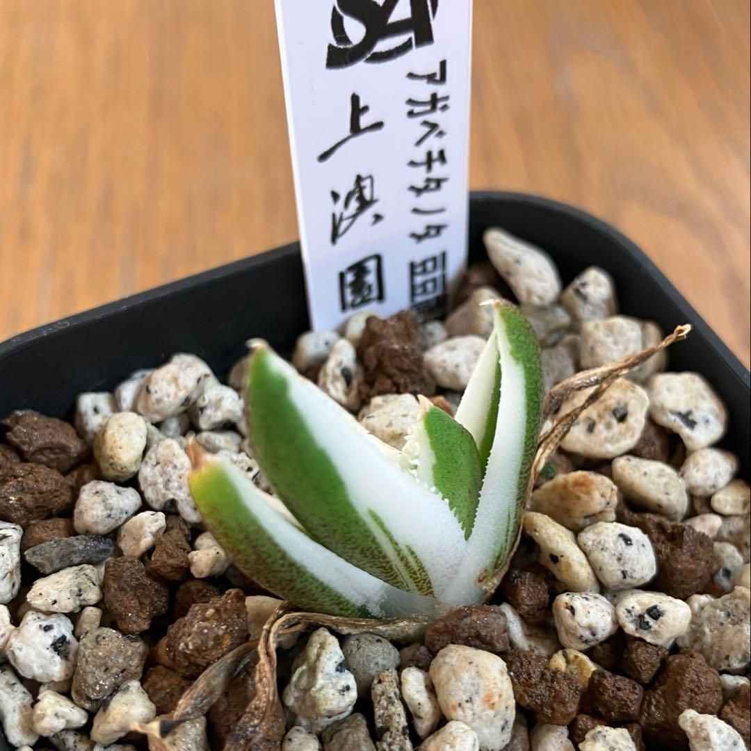 専用出品【鉢ごと発送】3株　豆豆龍錦　TC 発根管理中【匿名配送】