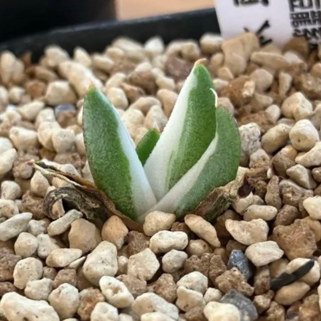 専用出品【鉢ごと発送】3株　豆豆龍錦　TC 発根管理中【匿名配送】