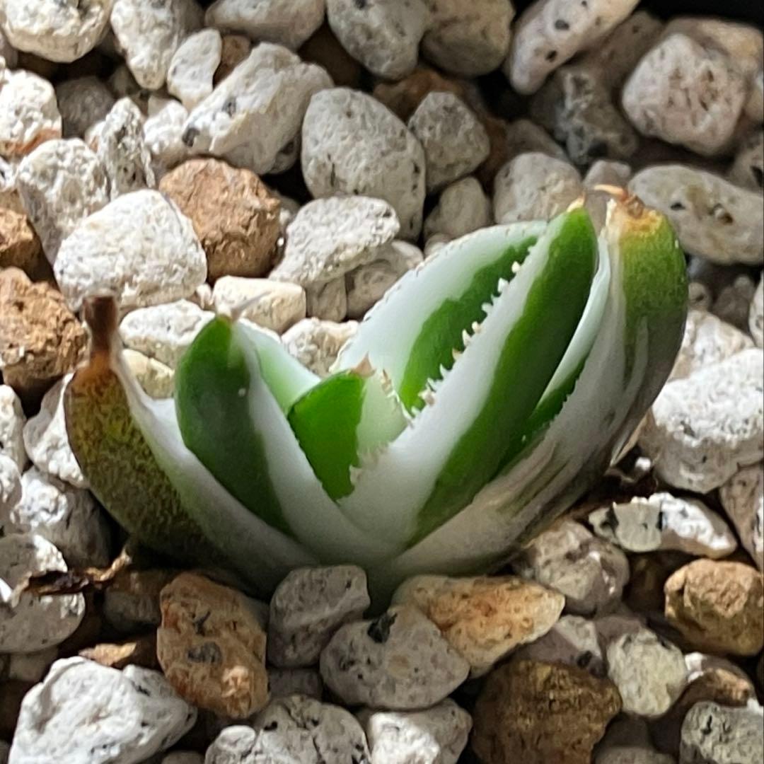 専用出品【鉢ごと発送】3株　豆豆龍錦　TC 発根管理中【匿名配送】