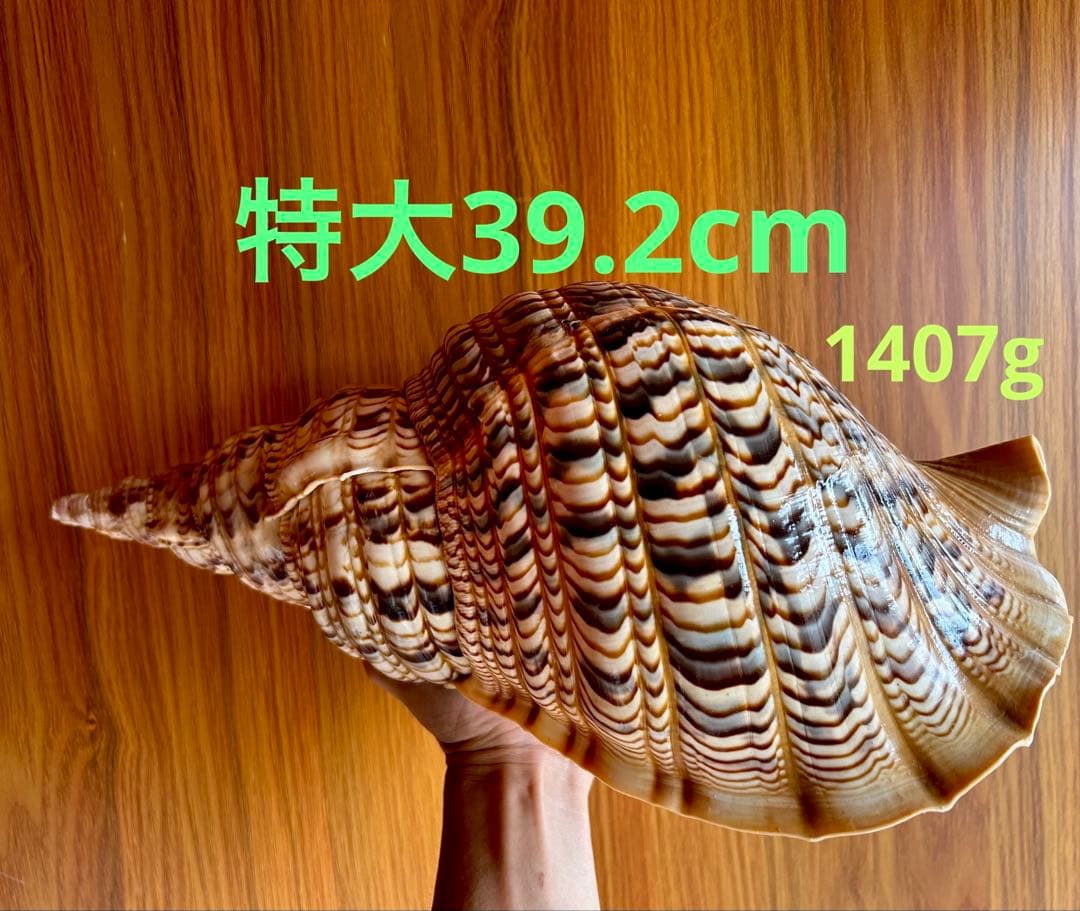 美品特大39.2cm 法螺貝 綺麗