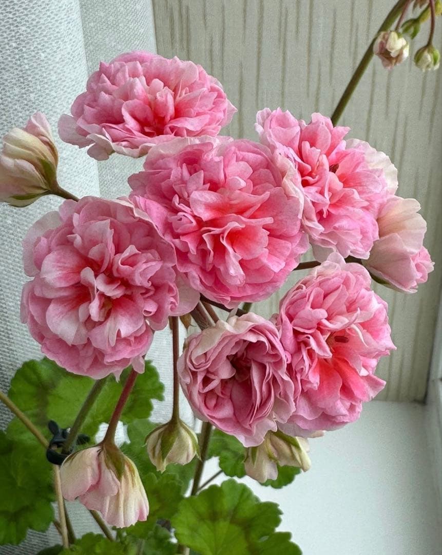 希少ゼラニウム苗　レア品種ゼラニウム　GL01